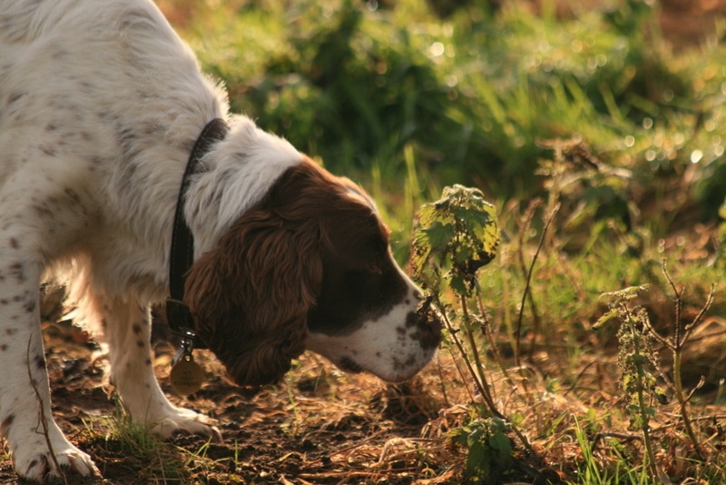 Louie 11 year old Springer Spaniel