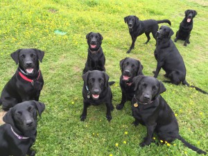 black labs