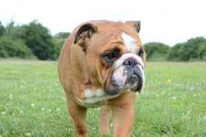 English Bulldog