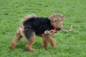 haggis