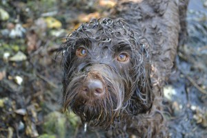 labradoodle