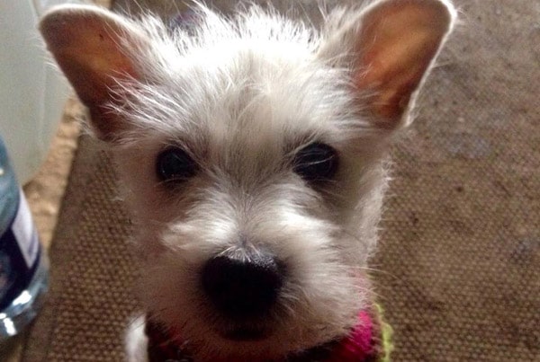 Maggie Westie